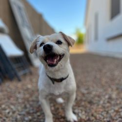 Bark At The Moon Mobile Grooming - Baxter so happy after his grooming appointment