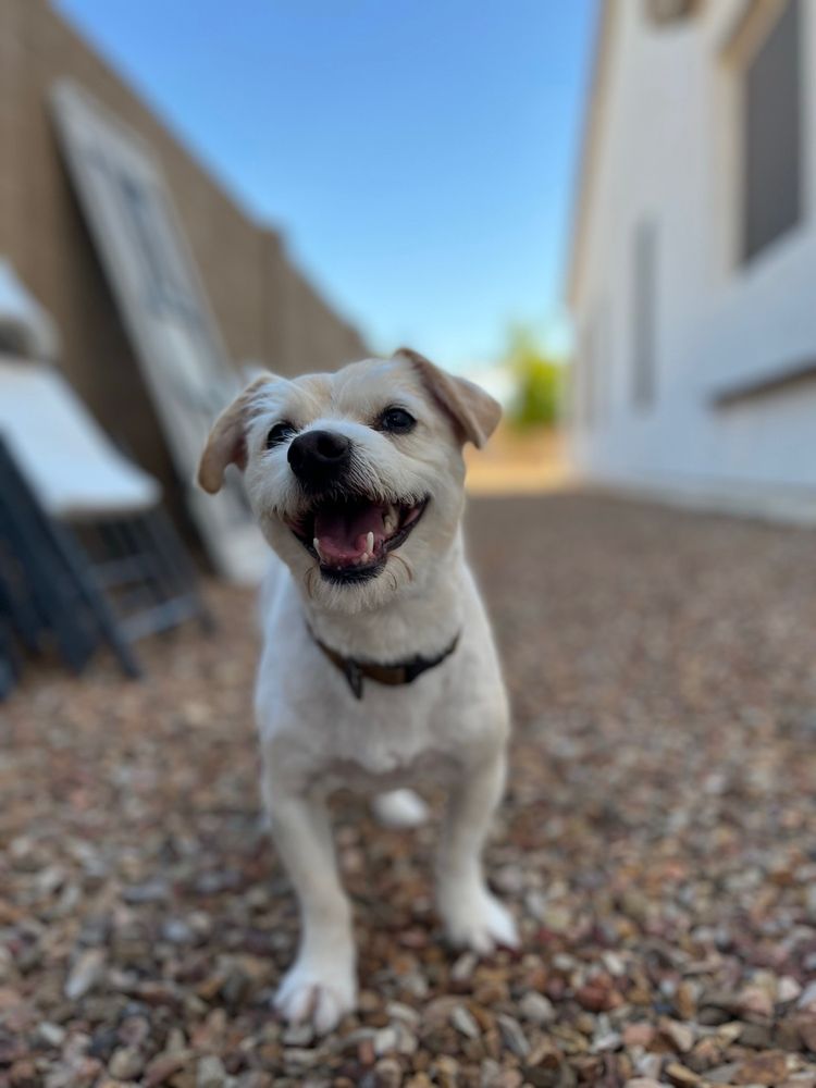 BARK AT THE MOON MOBILE GROOMING Updated September 2024 68 Photos & 35 Reviews Whittier