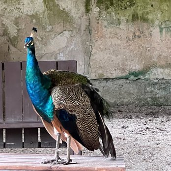 Kingsley Plantation - Wildlife - Landmarks & Historical Buildings Near Me - Jacksonville, Florida