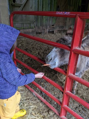 Leaping Lamb Farm by null