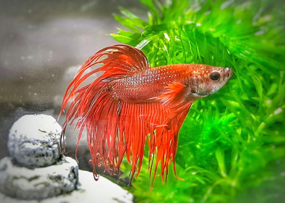 SPADINA AQUARIUM Updated August 2024 15 Photos 280 Av Spadina