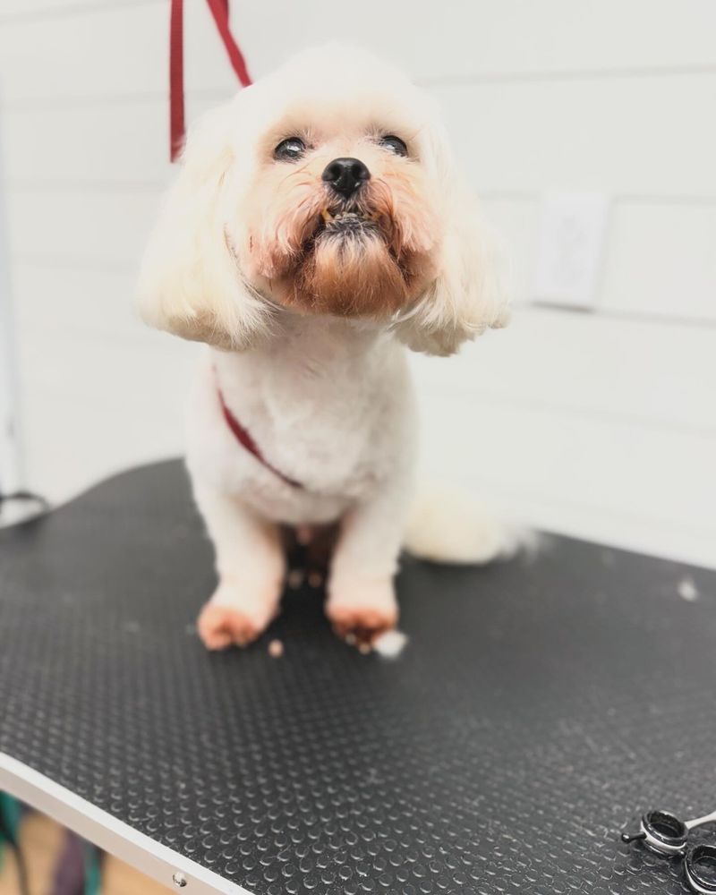 THE FURRY FARMHOUSE MOBILE PET GROOMING Updated October 2024 18