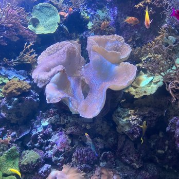 Shedd Aquarium - Coral Clam - Aquariums Near Me - Chicago, Illinois Shedd Aquarium - Coral Clam - Aquariums Near Me - Chicago, Illinois
