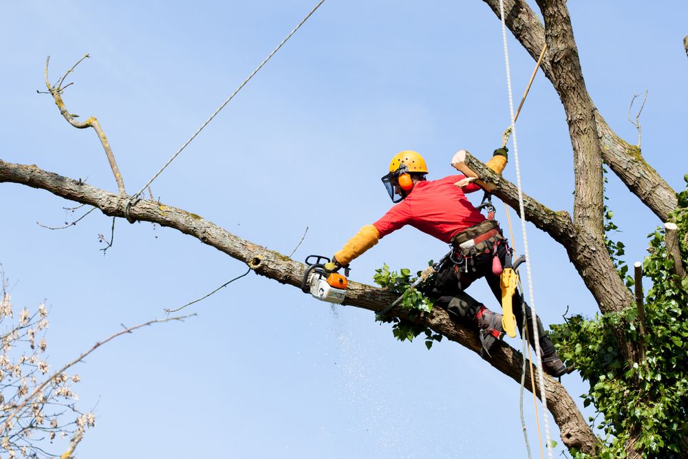 GB Twin Company - tree service in Mitchell, SD