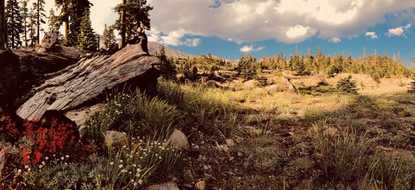 Lake Siskiyou Camp Resort 188 Photos 172 Reviews Parks