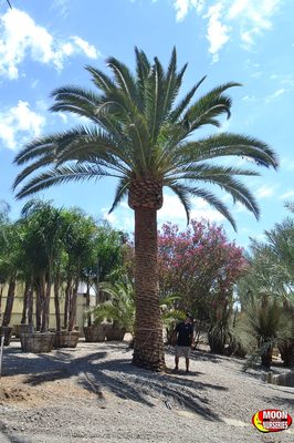 Moon Valley Nurseries 18047 N Tatum Blvd Phoenix Az Nurseries Mapquest