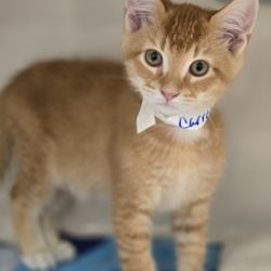 Midcoast Humane