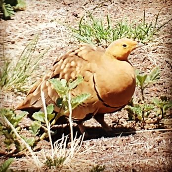 Hawaii Bird Guide - Chest-bellied Sandgrouse (male) in South Kohala. - Tours Near Me Hawaii Bird Guide - Chest-bellied Sandgrouse (male) in South Kohala. - Tours Near Me