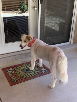 Westie Head Dog Groomers Westie Dogs Dog Grooming