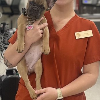 Ark Vets - Stella - Veterinarians Near Me - Phoenix, Arizona Ark Vets - Stella - Veterinarians Near Me - Phoenix, Arizona