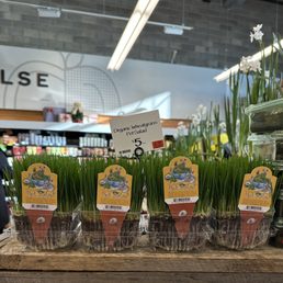 Pet Salad Wheatgrass