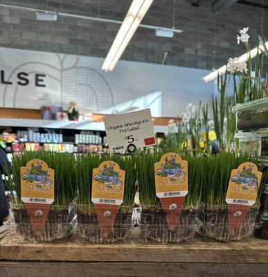 Whole Foods Market by null