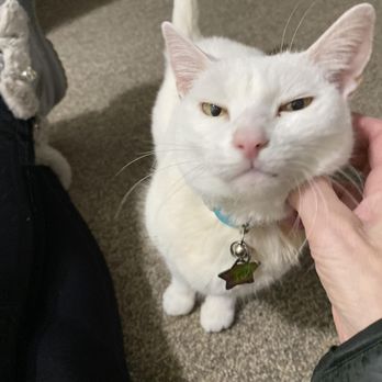 The Cat's Meow - Pet Sitting Near Me - Manchester, New Hampshire The Cat's Meow - Pet Sitting Near Me - Manchester, New Hampshire