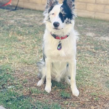 Bar K9 Dog Training - Pet Training Near Me Bar K9 Dog Training - Pet Training Near Me