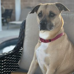 Our Rosie girl. Our Rosie girl.