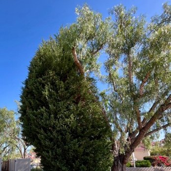 MC Tree Service - Huge tree removed quickly. - Tree Services Near Me