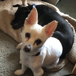Pampered Pooches