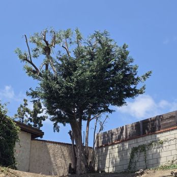 Malpartida Tree Service - Tree 2 after trim - Tree Services Near Me Malpartida Tree Service - Tree 2 after trim - Tree Services Near Me