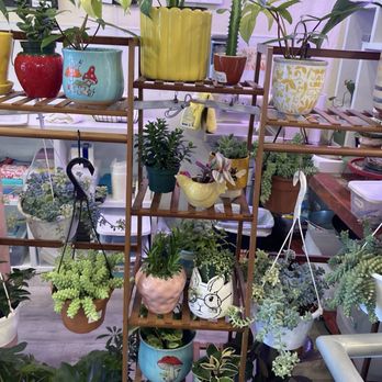 Red Dog Coffee - Lots and lots of plants and pots :) - Cafes Near Me - Manitou Springs, Colorado Red Dog Coffee - Lots and lots of plants and pots :) - Cafes Near Me - Manitou Springs, Colorado