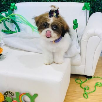 Gia Styles Grooming - Pet Groomers Near Me - Alexandria, Virginia