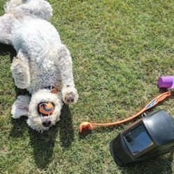 Grass back scratches make her very happy