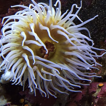 Seattle Aquarium - Aquariums Near Me - Seattle, Washington Seattle Aquarium - Aquariums Near Me - Seattle, Washington