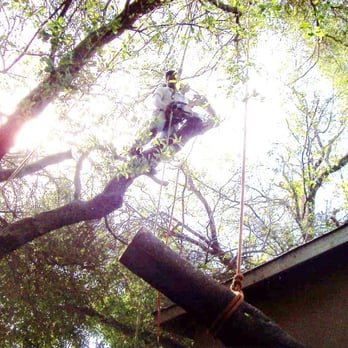 Don's Tree Care - The purpose of the work to be done here is house clearance. Limbs were laying on, and in winds can do damage to a roof. - Tree Services Near Me - Sacramento, California