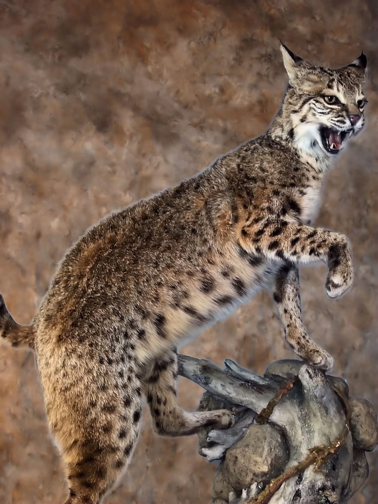 Nature's Best Wildlife Artistry - taxidermy in Mount Airy, MD