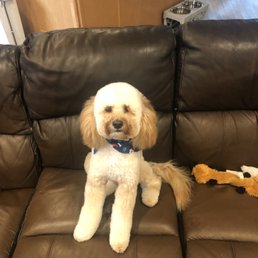 Our boys after grooming Our boys after grooming
