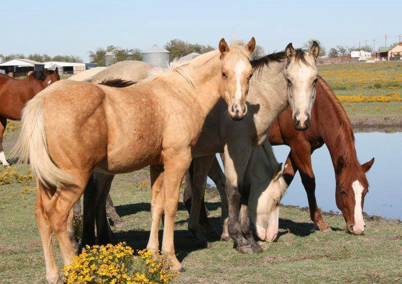 Tate Farms - equestrian in Rockwall, TX