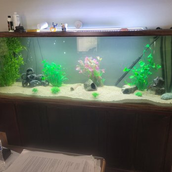 Matt's Aquarium Detailing - Aquarium Services Near Me Matt's Aquarium Detailing - Aquarium Services Near Me