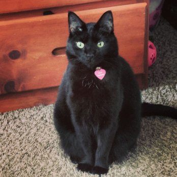 Metro Animal Services - Shelter name: Kimi Adoptive Name: Boopboop - Animal Shelters Near Me - Puyallup, Washington Metro Animal Services - Shelter name: Kimi Adoptive Name: Boopboop - Animal Shelters Near Me - Puyallup, Washington