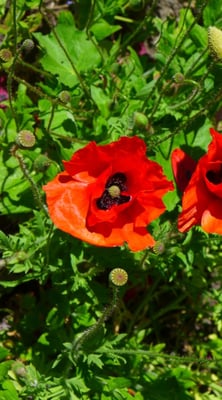 Museum Lars Jonsson by null