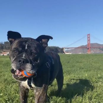 Masson Veterinary Hospital - Walter back to playing - Veterinarians Near Me - San Bruno, California Masson Veterinary Hospital - Walter back to playing - Veterinarians Near Me - San Bruno, California