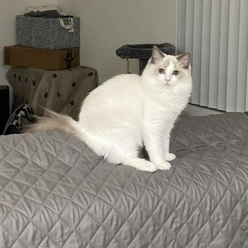 Ragdolljjsweeti - Pet Breeders Near Me