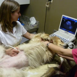 Lomsnes Veterinary Hospital - Dr Hayley performing an ultrasound on Sadie.