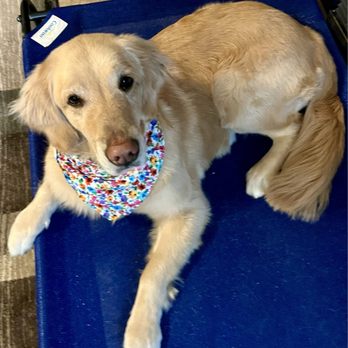 Backyard Pet Spa & Boutique - Pet Stores Near Me - Roseville, California Backyard Pet Spa & Boutique - Pet Stores Near Me - Roseville, California