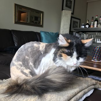 Alameda Mobile Animal Care - Pet Groomers Near Me Alameda Mobile Animal Care - Pet Groomers Near Me