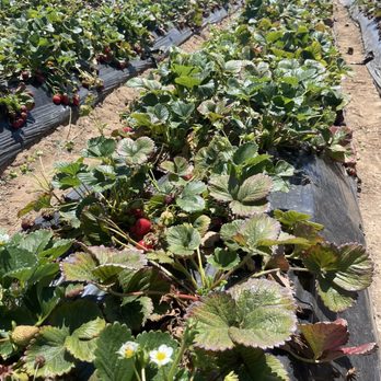 Gizdich Ranch - Strawberry patch - Bakeries Near Me - Watsonville, California Gizdich Ranch - Strawberry patch - Bakeries Near Me - Watsonville, California