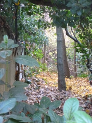 Cézanne's studio by null