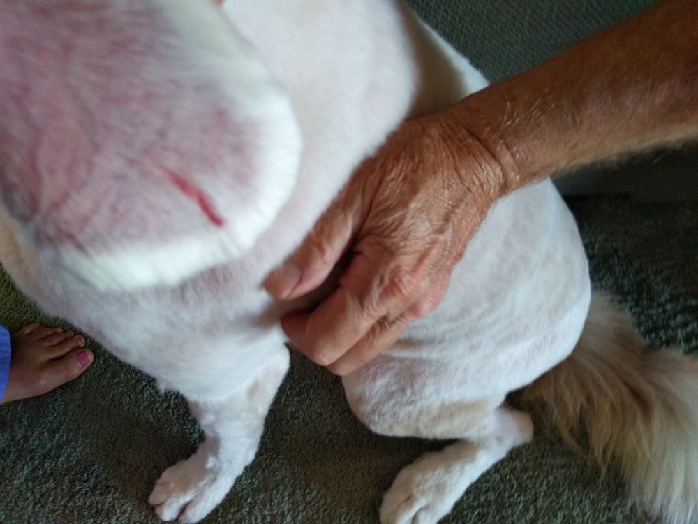 DIRTY DOG GROOM AND PLAY Updated July 2024 93 Photos & 78 Reviews