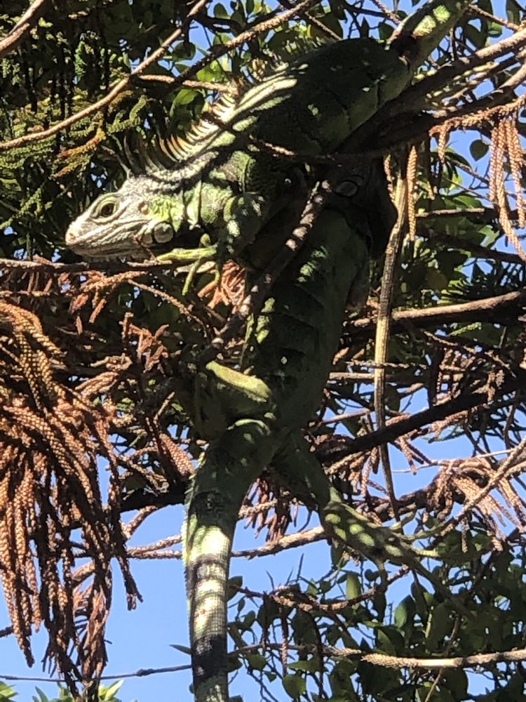 Flamingo Park, Miami Beach | Roadtrippers