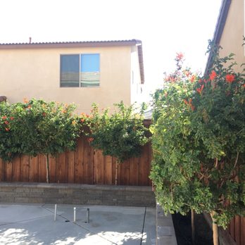 Ortega's Jr Tree Service - After - Tree Services Near Me - Riverside , California Ortega's Jr Tree Service - After - Tree Services Near Me - Riverside , California