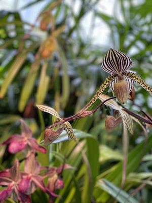 Phipps Conservatory and Botanical Gardens by null