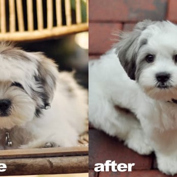 Lucy's Lucky Dog - my little henri, before and after - Pet Groomers Near Me - Brooklyn, New York Lucy's Lucky Dog - my little henri, before and after - Pet Groomers Near Me - Brooklyn, New York