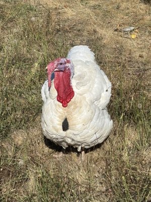 RAW Cider Company by null