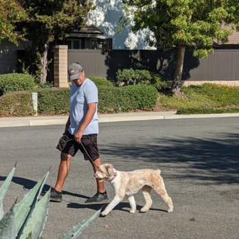 Yori Dog Walking - Dog Walkers Near Me Yori Dog Walking - Dog Walkers Near Me