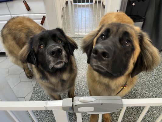 Doggy Style Salon by null