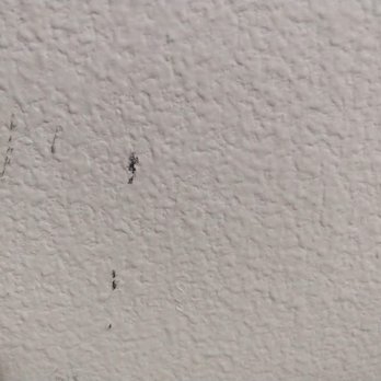 A+ Always Moving - A+ Movers scrapes freshly painted house - Movers Near Me - Clackamas, Oregon