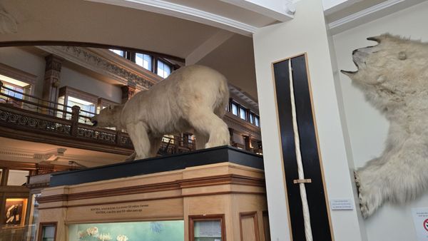 Redpath Museum by null